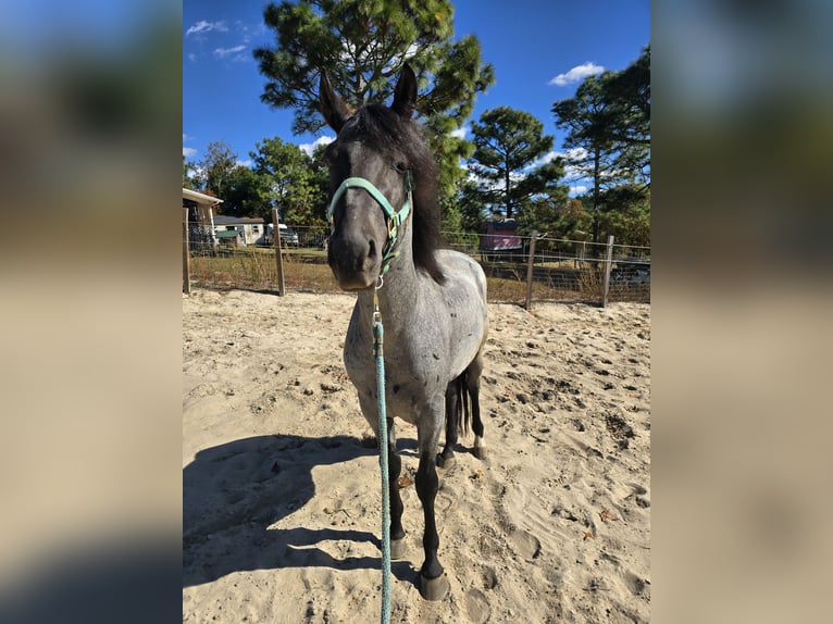 Mangalarga Marchador Ogier 4 lat 152 cm Karodereszowata in Lexington