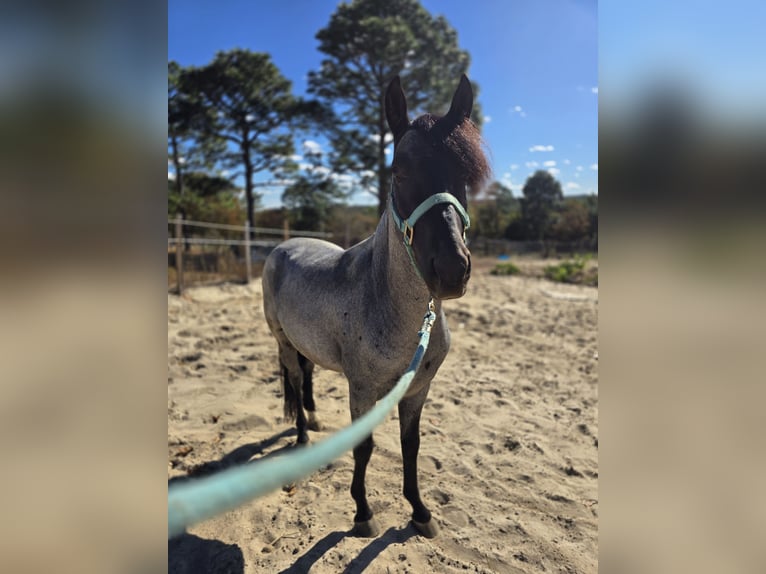 Mangalarga Marchador Ogier 4 lat 152 cm Karodereszowata in Lexington