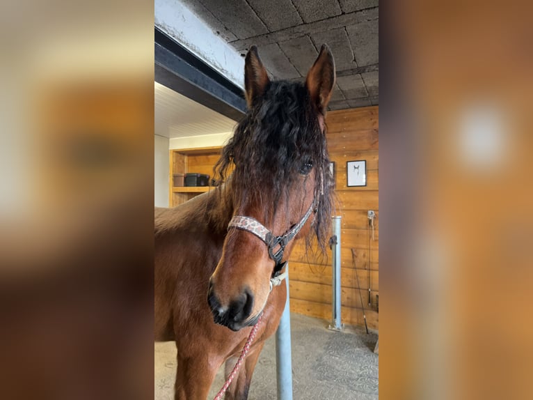 Mangalarga Marchador Ruin 10 Jaar 155 cm Bruin in Pr&#xFC;m