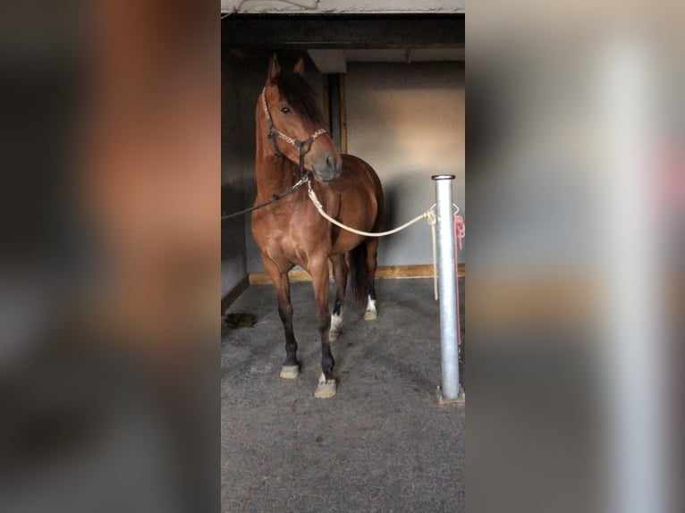 Mangalarga Marchador Ruin 10 Jaar 155 cm Bruin in Pr&#xFC;m