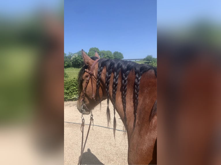 Mangalarga Marchador Ruin 10 Jaar 155 cm Bruin in Pr&#xFC;m