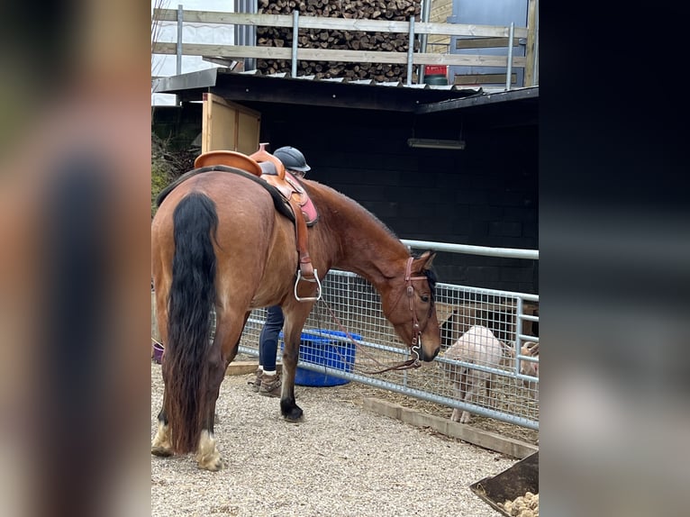 Mangalarga Marchador Ruin 10 Jaar 155 cm Bruin in Pr&#xFC;m