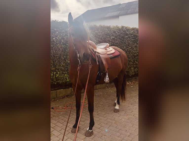 Mangalarga Marchador Ruin 10 Jaar 155 cm Bruin in Pr&#xFC;m