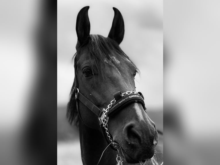 Mangalarga Marchador Ruin 13 Jaar 152 cm Bruin in Gernsbach