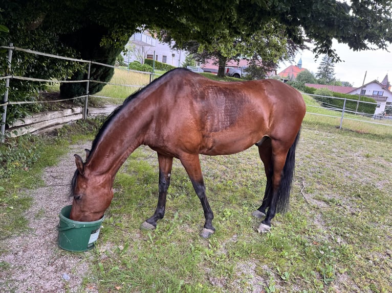 Mangalarga Marchador Ruin 13 Jaar 152 cm Bruin in Gernsbach