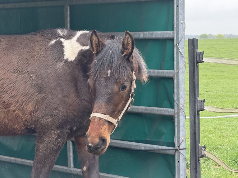 Mangalarga Marchador Ruin 1 Jaar 152 cm Gevlekt-paard in Neuenkirchen