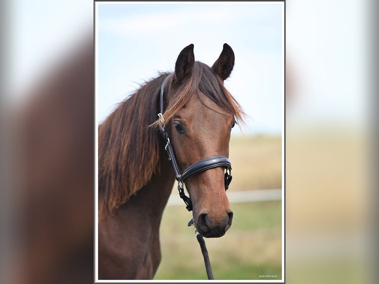 Mangalarga Marchador Ruin 1 Jaar 153 cm Donkerbruin in Neuenkirchen
