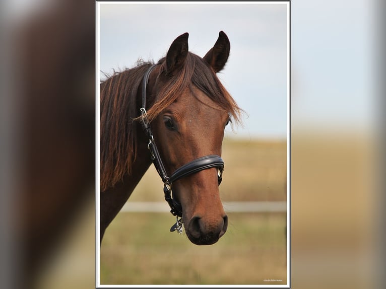 Mangalarga Marchador Ruin 1 Jaar 153 cm Donkerbruin in Neuenkirchen