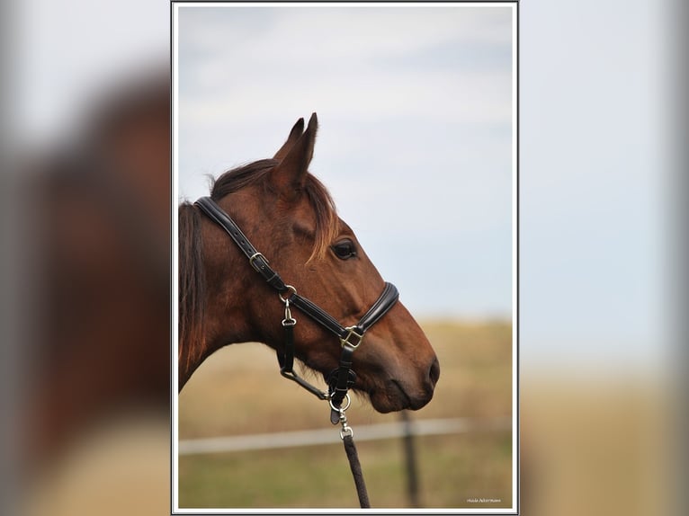 Mangalarga Marchador Ruin 1 Jaar 153 cm Donkerbruin in Neuenkirchen