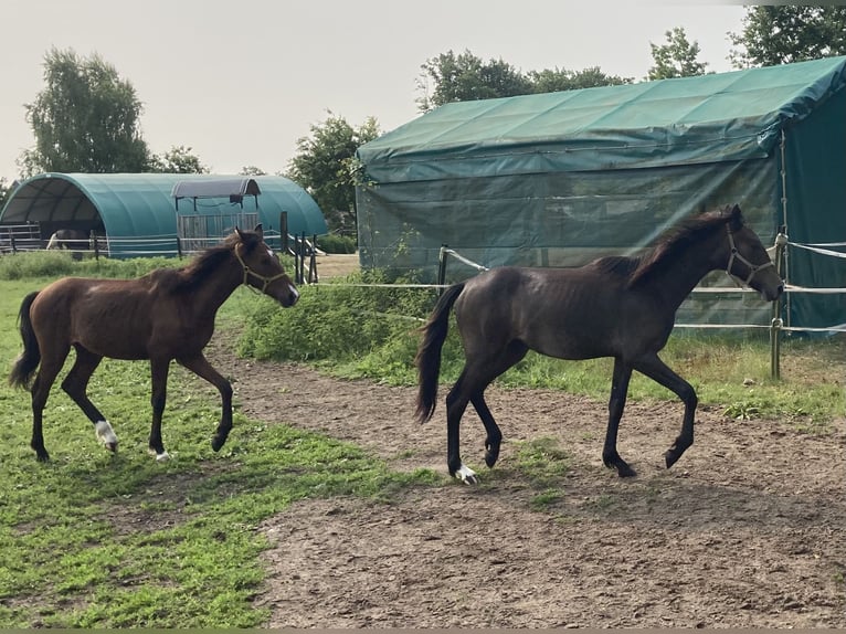 Mangalarga Marchador Ruin 1 Jaar 155 cm Zwartschimmel in Neuenkirchen