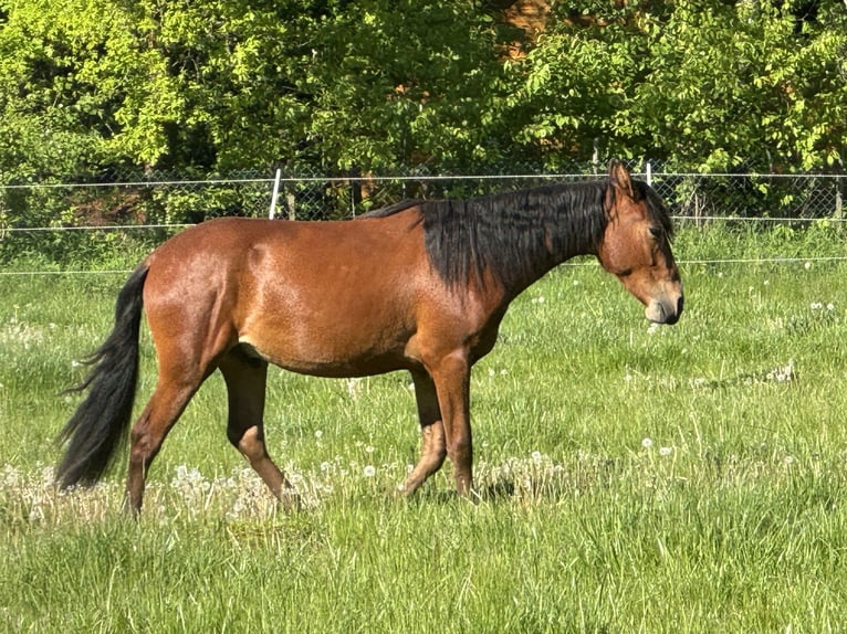 Mangalarga Marchador Ruin 2 Jaar 150 cm Lichtbruin in Züsch
