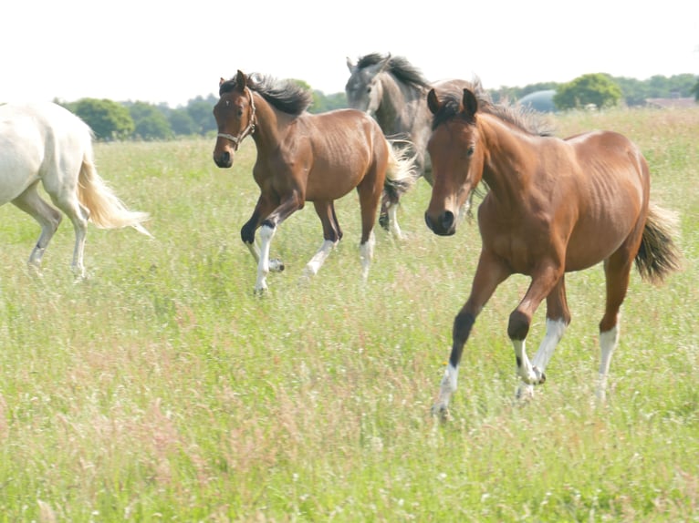 Mangalarga Marchador Ruin 2 Jaar 152 cm Gevlekt-paard in Neuenkirchen