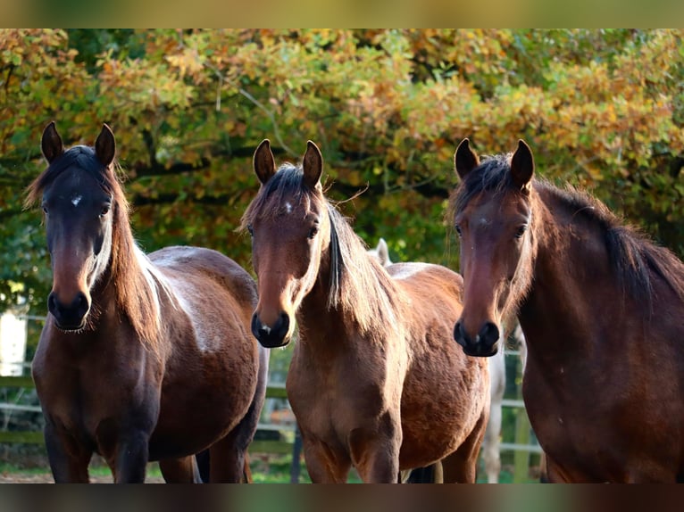 Mangalarga Marchador Ruin 2 Jaar 152 cm Gevlekt-paard in Neuenkirchen