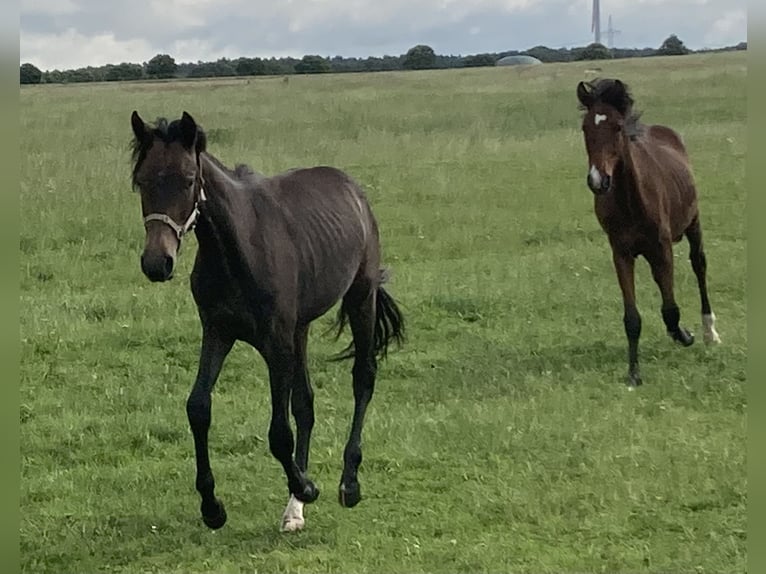 Mangalarga Marchador Ruin 2 Jaar 155 cm Zwartschimmel in Neuenkirchen