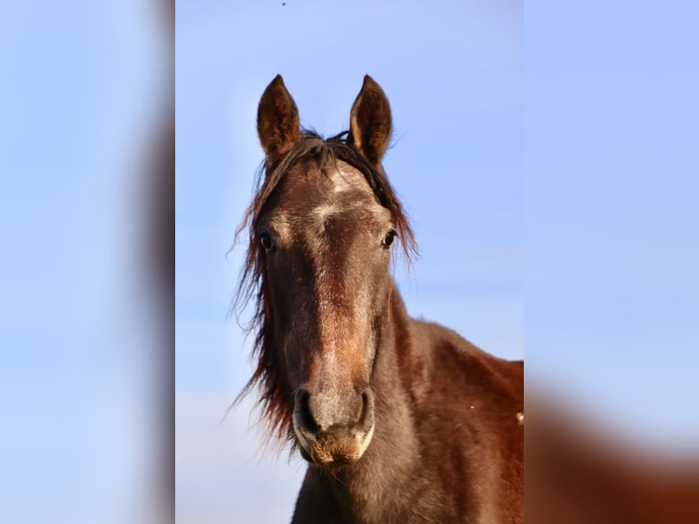 Mangalarga Marchador Ruin 2 Jaar 155 cm Zwartschimmel in Neuenkirchen