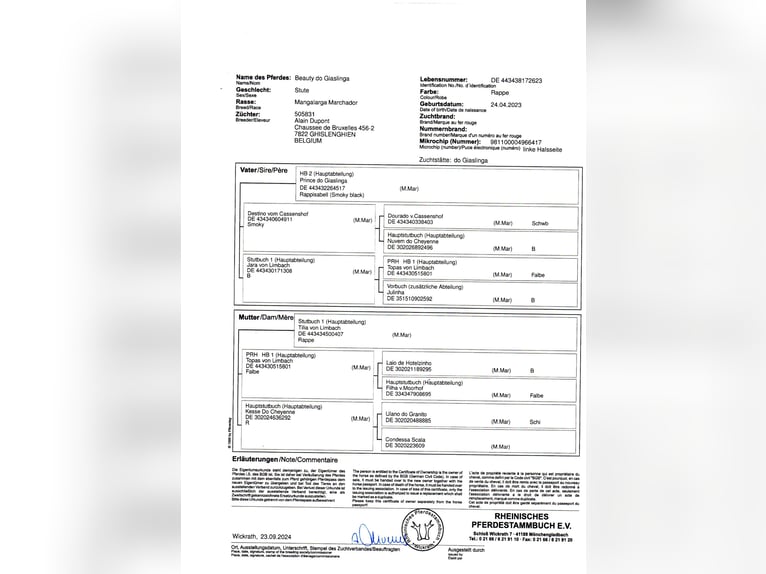 Mangalarga Marchador Ruin 4 Jaar 150 cm Roodbruin in Ath