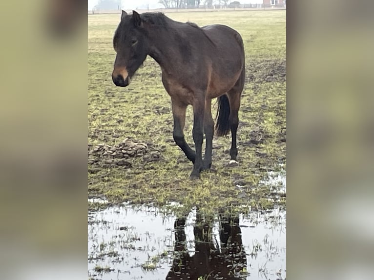Mangalarga Marchador Ruin 4 Jaar 155 cm Roan-Blue in Skærbæk