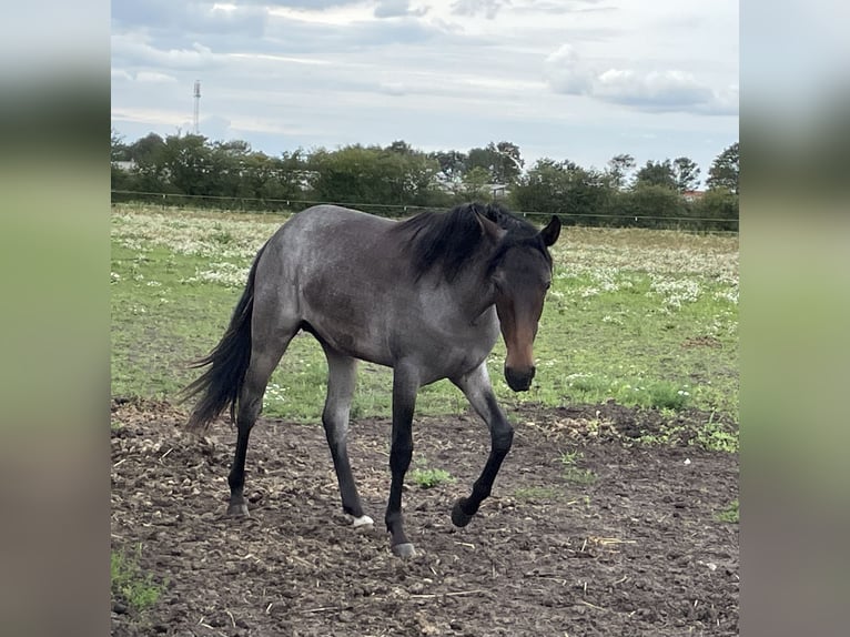 Mangalarga Marchador Ruin 4 Jaar 156 cm Roan-Blue in Skærbæk
