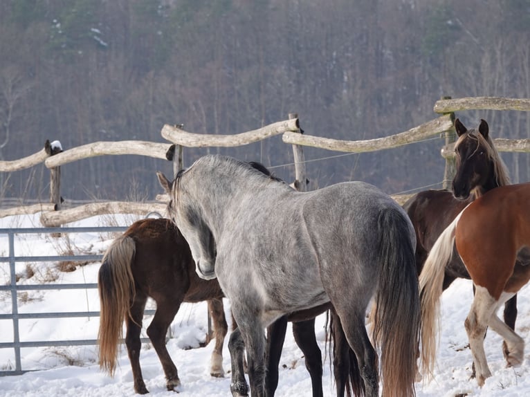 Mangalarga Marchador Ruin 5 Jaar 157 cm Appelschimmel in Bad Hersfeld