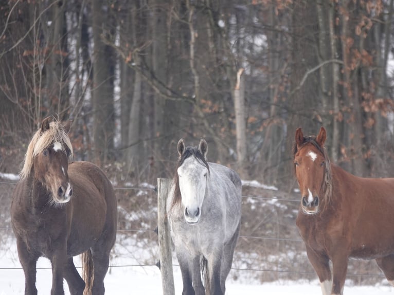 Mangalarga Marchador Ruin 5 Jaar 157 cm Appelschimmel in Bad Hersfeld