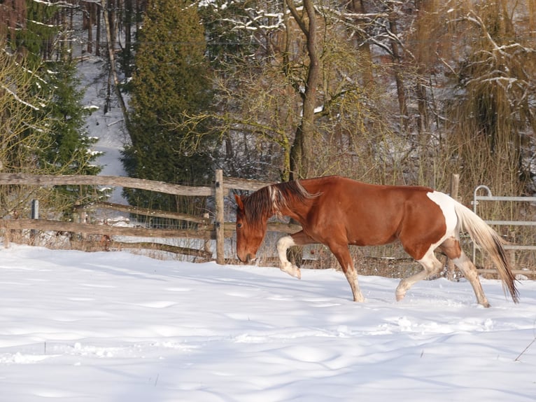 Mangalarga Marchador Ruin 5 Jaar 160 cm Tobiano-alle-kleuren in Bad Hersfeld