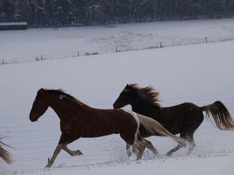 Mangalarga Marchador Ruin 5 Jaar 160 cm Tobiano-alle-kleuren in Bad Hersfeld