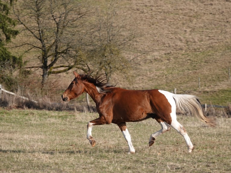 Mangalarga Marchador Ruin 5 Jaar 160 cm Tobiano-alle-kleuren in Bad Hersfeld