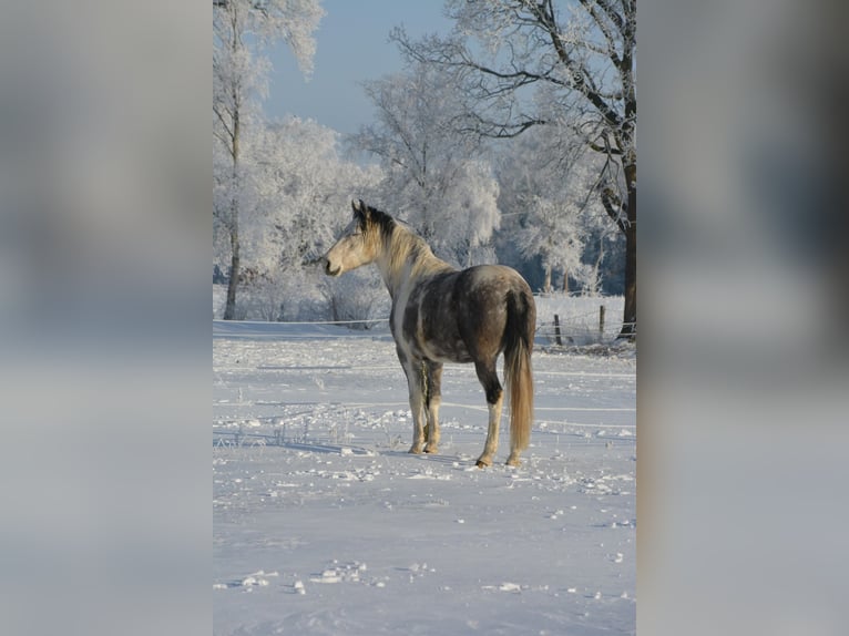 Mangalarga Marchador Ruin 6 Jaar 160 cm Schimmel in Aurich