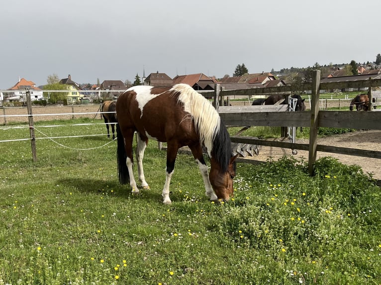 Mangalarga Marchador Ruin 7 Jaar 152 cm Gevlekt-paard in Diessbach b. Büren