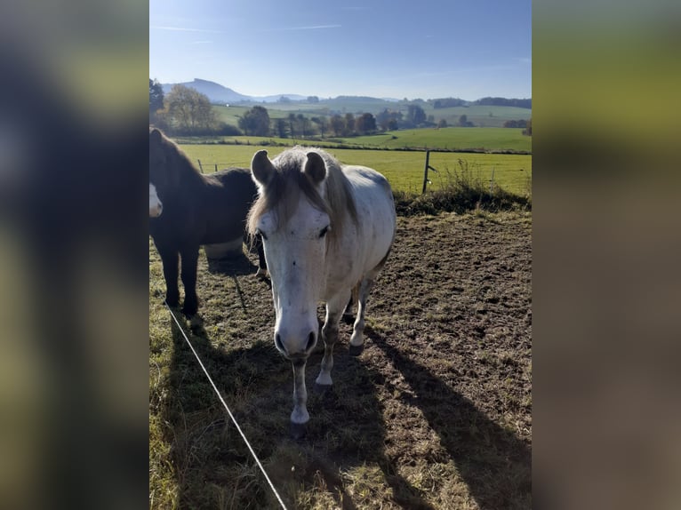 Mangalarga Marchador Ruin 9 Jaar 154 cm Schimmel in Bad Münstereifel
