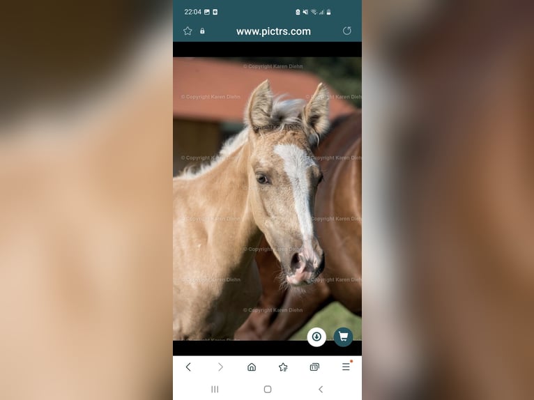 Mangalarga Marchador Semental 2 años 152 cm Palomino in Welle