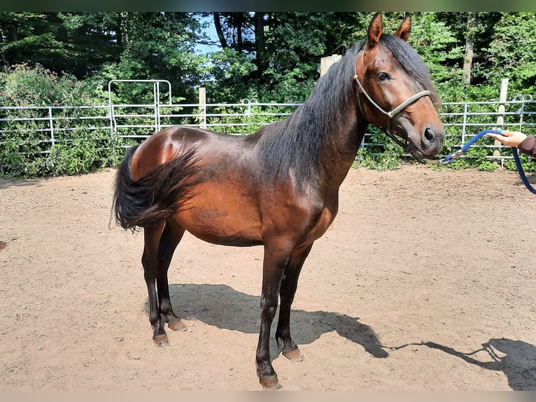 Mangalarga Marchador Mestizo Semental 2 años Castaño in Morsbach
