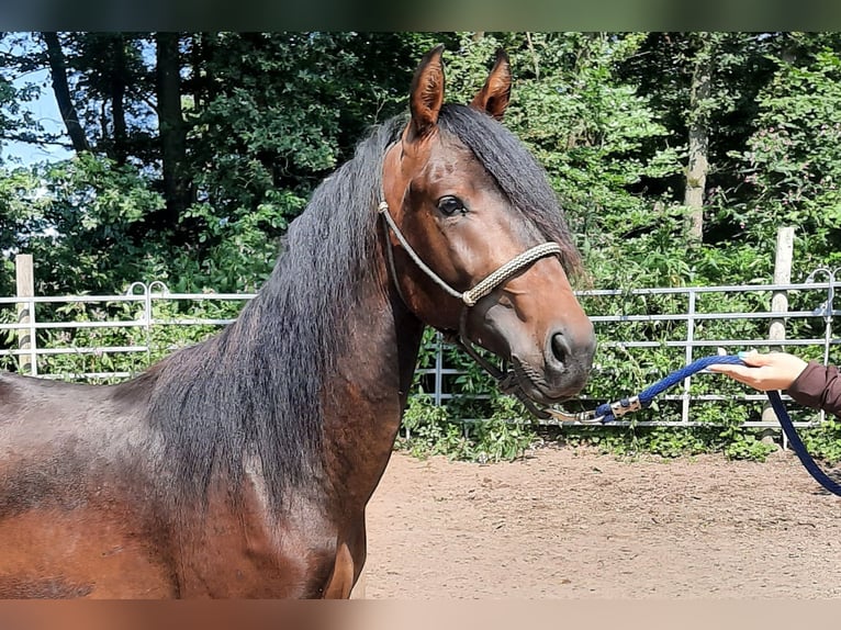 Mangalarga Marchador Mestizo Semental 2 años Castaño in Morsbach