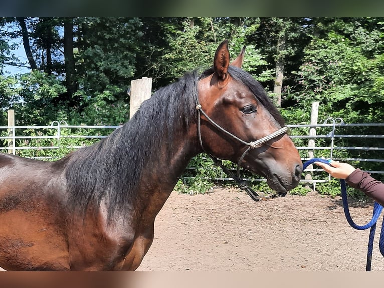 Mangalarga Marchador Mestizo Semental 2 años Castaño in Morsbach