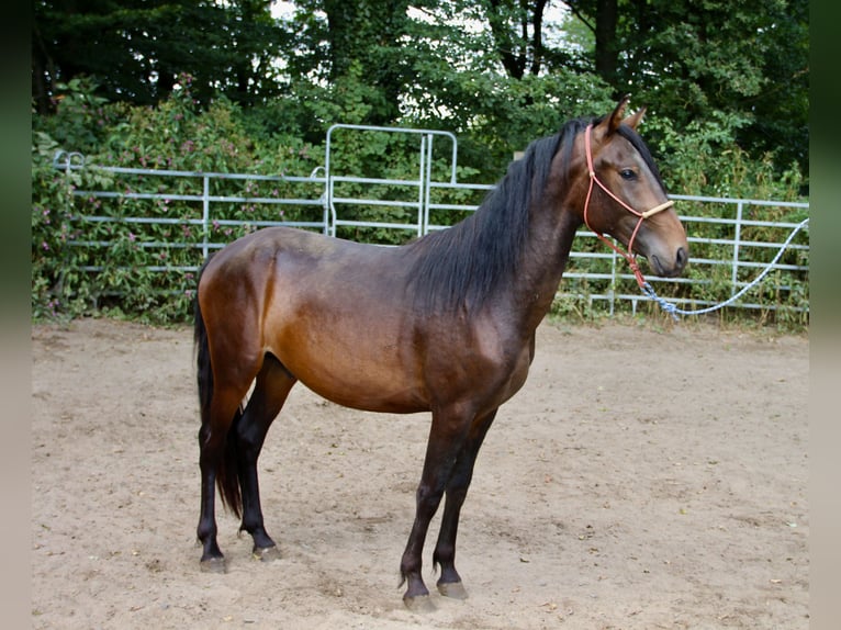 Mangalarga Marchador Mestizo Semental 2 años Castaño in Morsbach