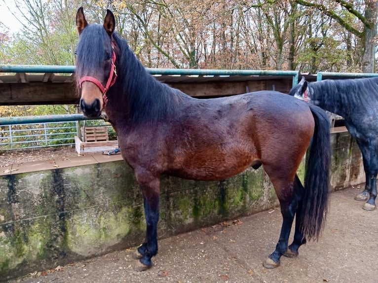 Mangalarga Marchador Mestizo Semental 2 años Castaño in Morsbach