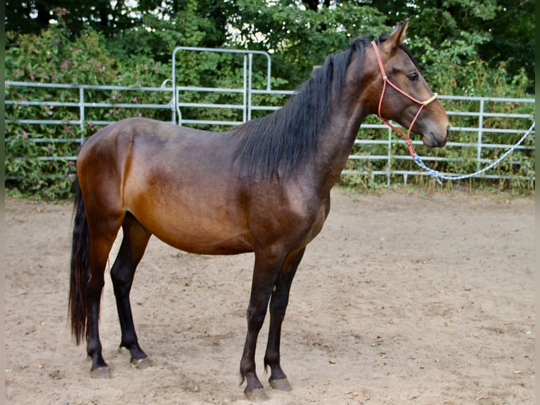 Mangalarga Marchador Mestizo Semental 2 años Castaño in Morsbach