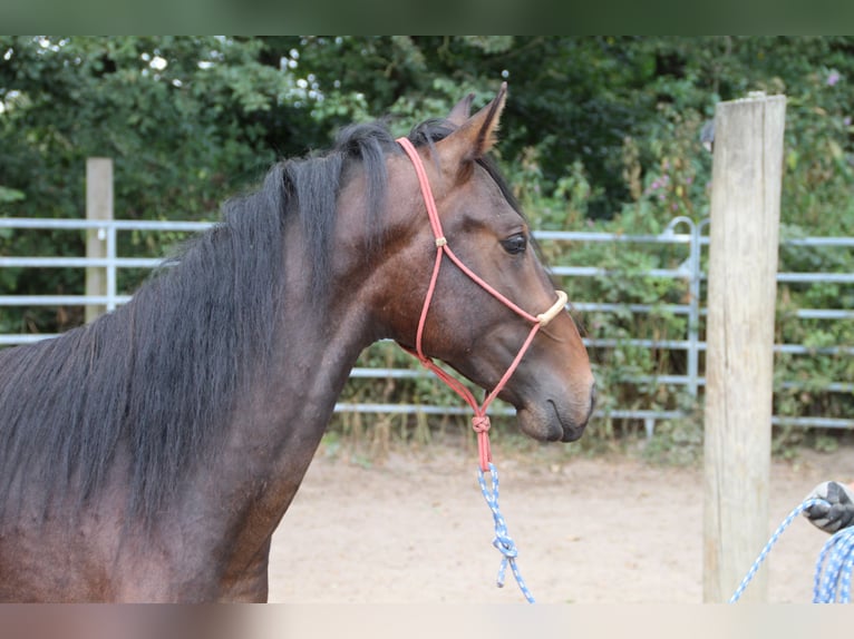 Mangalarga Marchador Mestizo Semental 3 años Castaño in Morsbach