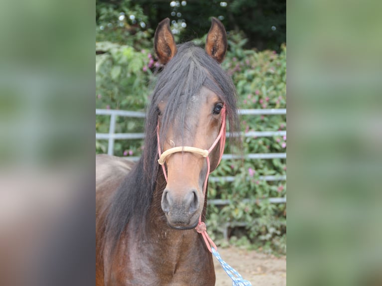 Mangalarga Marchador Mestizo Semental 3 años Castaño in Morsbach
