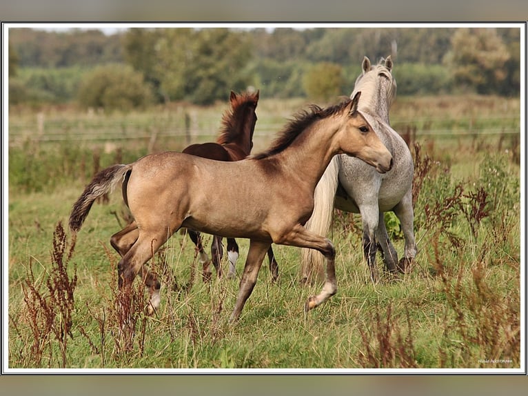 Mangalarga Marchador Semental Potro (05/2026) 155 cm Buckskin/Bayo in Neuenkirchen