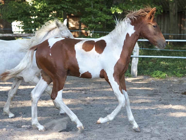 Mangalarga Marchador Semental Potro (03/2026) 156 cm Pío in Welle