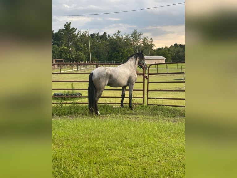 Mangalarga Marchador Semental Ruano azulado in Lexington