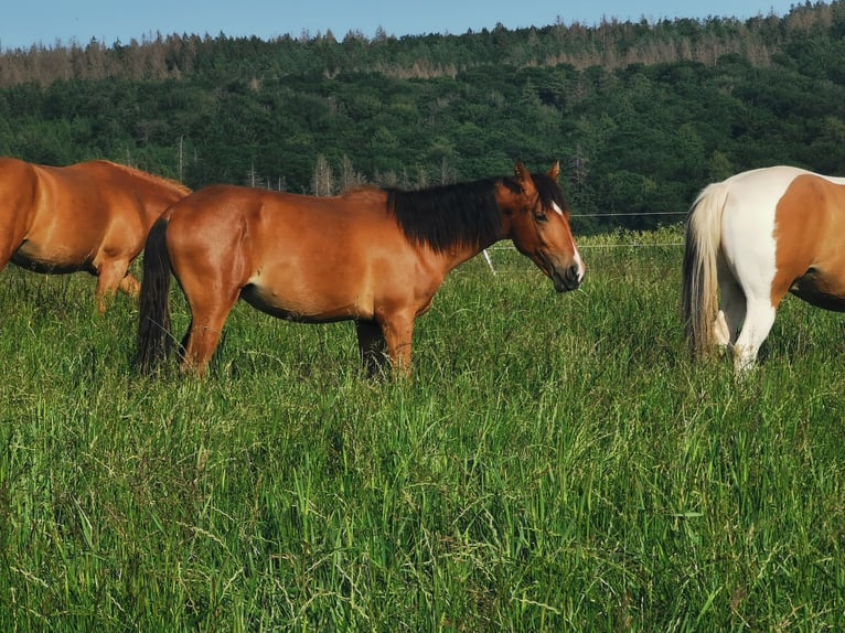 Mangalarga Marchador Stallion 1 year 13,2 hh Brown in Z&#xFC;sch
