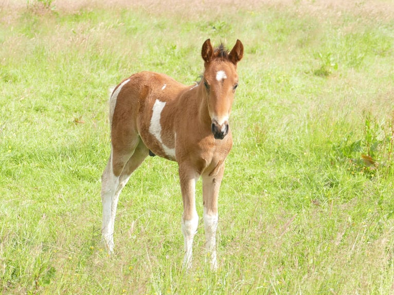 Mangalarga Marchador Stallion 1 year 14.2 hh Pinto in Neuenkircheneuenkirchen