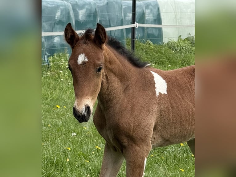 Mangalarga Marchador Stallion 1 year 14.2 hh Pinto in Neuenkircheneuenkirchen