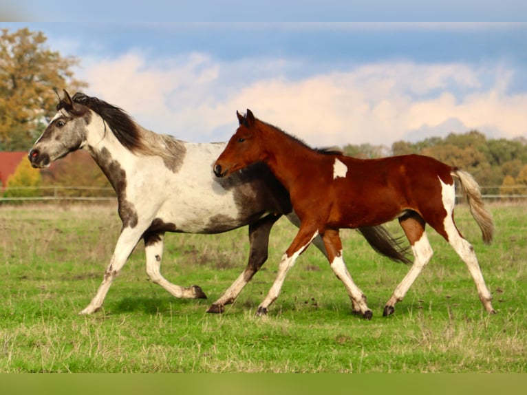 Mangalarga Marchador Stallion 1 year 14,2 hh Pinto in Neuenkircheneuenkirchen