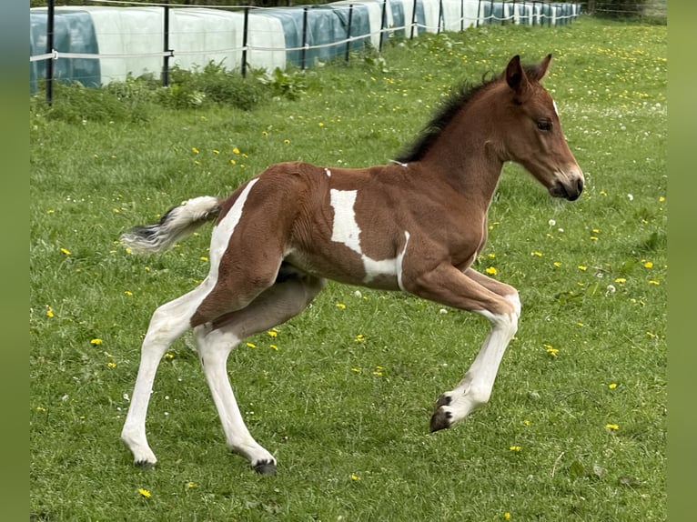 Mangalarga Marchador Stallion 1 year 14,2 hh Pinto in Neuenkircheneuenkirchen