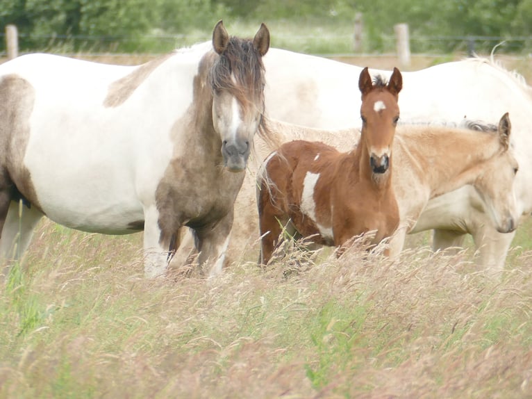 Mangalarga Marchador Stallion 1 year 14,2 hh Pinto in Neuenkircheneuenkirchen