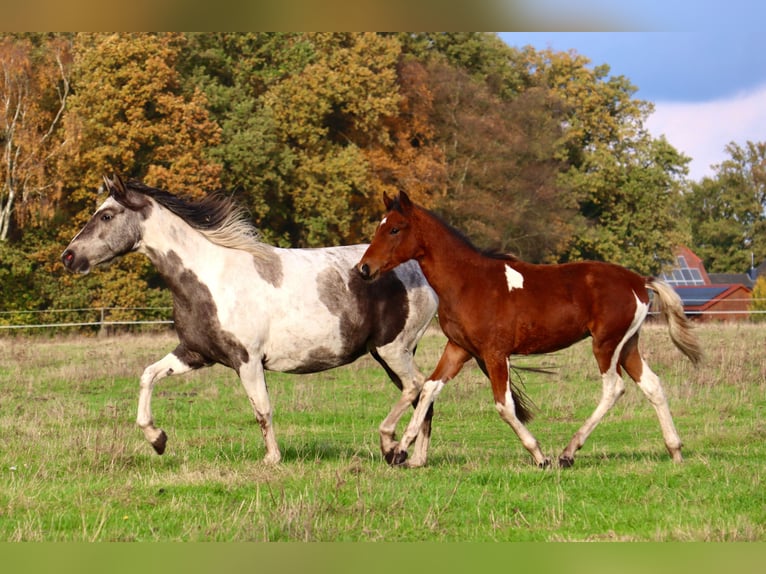 Mangalarga Marchador Stallion 1 year 14,2 hh Pinto in Neuenkircheneuenkirchen