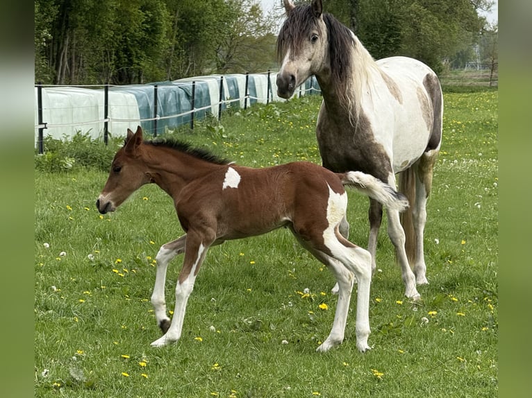 Mangalarga Marchador Stallion 1 year 14,2 hh Pinto in Neuenkircheneuenkirchen